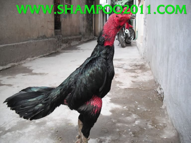 Đá Gà Trực Tiếp - Ưu đãi đặc biệt